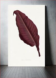 Πίνακας, Pink Canna Atronigricans leaf illustration