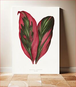 Πίνακας, Pink Dracaena Terminalis leaf illustration