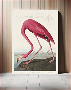 Πίνακας, Pink Flamingo from Birds of America (1827) by John James Audubon (1785 - 1851 ), etched by Robert Havell (1793 - 1878)
