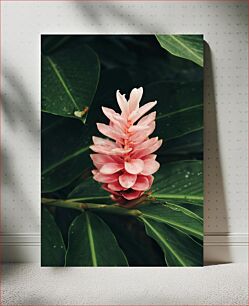 Πίνακας, Pink Flower Amidst Green Leaves Ροζ λουλούδι Ανάμεσα σε πράσινα φύλλα