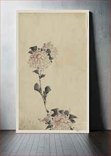 Πίνακας, [Pink flower blossoms on low stalk and two on a tall stalk]