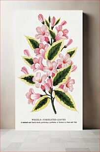 Πίνακας, Pink flowers, Weigela lithograph
