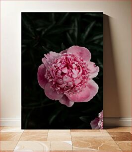 Πίνακας, Pink Peony Flower Ροζ λουλούδι παιώνιας