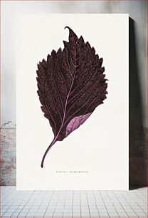 Πίνακας, Pink Perilla Nankinensis leaf illustration