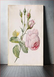 Πίνακας, Pink Rose and Yellow Butterfly by Unidentified artist