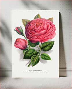 Πίνακας, Pink rose, Anna De Diesbach lithograph