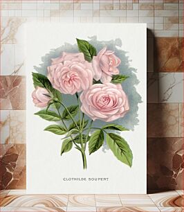 Πίνακας, Pink rose, Clothilde Soupert lithograph