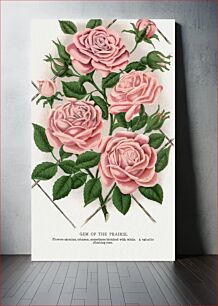Πίνακας, Pink rose, Gem of the Prairie lithograph