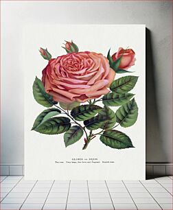 Πίνακας, Pink rose, Glorie de Dijon lithograph