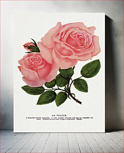 Πίνακας, Pink rose, La France lithograph