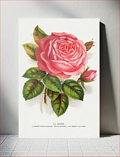 Πίνακας, Pink rose, La Reine lithograph