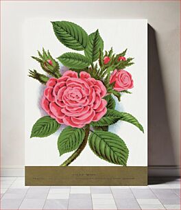 Πίνακας, Pink rose, Salet Moss lithograph
