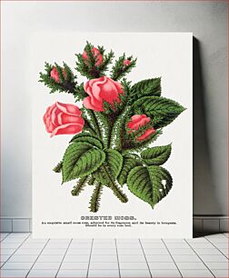 Πίνακας, Pink roses, Crested Moss lithograph