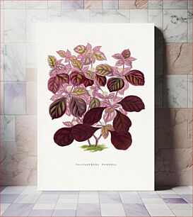 Πίνακας, Pink Teleianthera Ficoidea leaf illustration