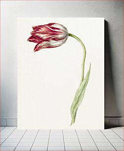 Πίνακας, Pink tulip by Jean Bernard (1775-1883)