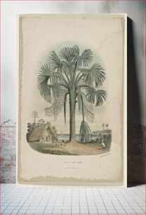 Πίνακας, Pitch Lake palm