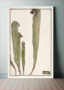 Πίνακας, Pitcher Plant (1915) by Hannah Borger Overbeck