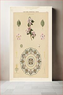 Πίνακας, Plant-forms ornamentally treated - apple blossom