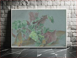 Πίνακας, Plant, Showing Leaves with Green Upper Sides and Red Lower Sides