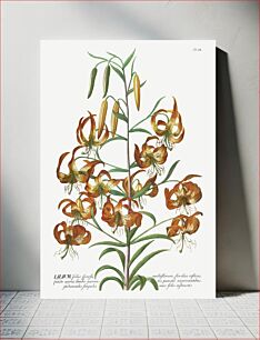 Πίνακας, Plantae Selectae: No. 11–Lily by Georg Dionysius Ehret