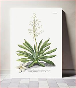Πίνακας, Plantae Selectae: No. 37–Yucca by Georg Dionysius Ehret