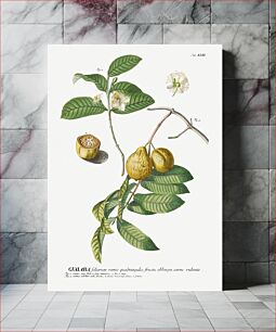 Πίνακας, Plantae Selectae: No. 42–guaiaba or Guava by Georg Dionysius Ehret