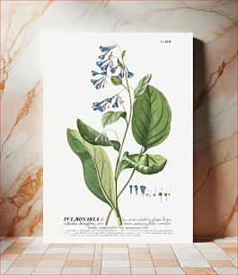 Πίνακας, Plantae Selectae: No. 42–Pulmonaria or Lungworts by Georg Dionysius Ehret