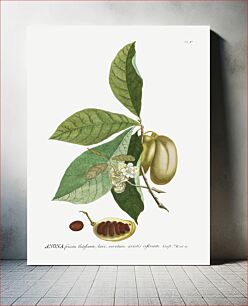 Πίνακας, Plantae Selectae: No. 5–Anona or Sugar Apple by Georg Dionysius Ehret