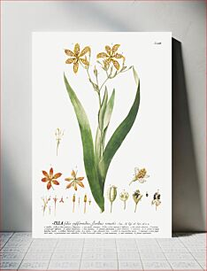 Πίνακας, Plantae Selectae: No. 52–Ixia or Corn Lily by Georg Dionysius Ehret