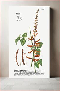 Πίνακας, Plantae Selectae: No. 58–Corallodendron or Coral Tree by Georg Dionysius Ehret