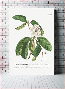 Πίνακας, Plantae Selectae: No. 66–Rhododendron or Snow–rose by Georg Dionysius Ehret
