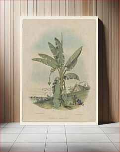 Πίνακας, Plantain tree no. 40