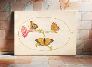 Πίνακας, Plate 10: Three Butterflies on a Four O' Clock Flower (c. 1575-1580) by Joris Hoefnagel