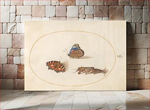Πίνακας, Plate 11: Two Butterflies and a Mole Cricket, (c. 1575-1580) by Joris Hoefnagel