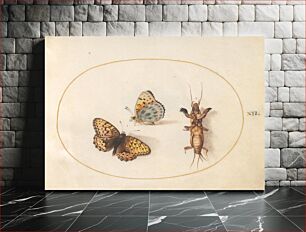 Πίνακας, Plate 12: Two Butterflies and a Mole Cricket (c. 1575-1580) by Joris Hoefnagel