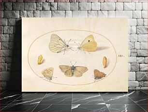 Πίνακας, Plate 16: Five Butterflies and Two Chrysalides (c. 1575-1580) by Joris Hoefnagel