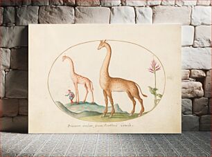 Πίνακας, Plate 2: Two Giraffes with an Attendant (c. 1575-1580) by Joris Hoefnagel