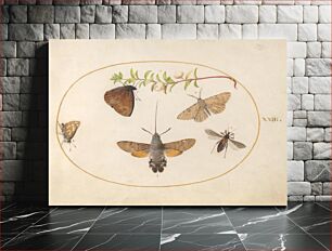 Πίνακας, Plate 23: Hawk Moth, Butterflies, and Other Insects around a Snowberry Sprig, (c. 1575-1580) by Joris Hoefnagel