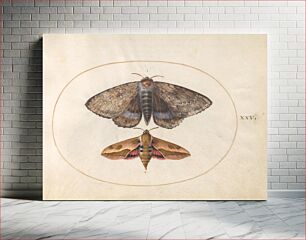 Πίνακας, Plate 25: Blue Underwing Moth and Spurge Hawk Moth (c. 1575-1580) by Joris Hoefnagel