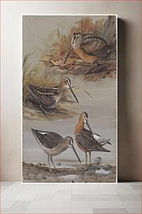 Πίνακας, Plate 25: Woodcok, Wilson's Snipe, Dowitcher by Louis Agassiz Fuertes