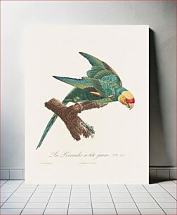 Πίνακας, Plate 33 Birds (Carolina parakeet) Per cat.card: De l'Imprimerie de Langlois