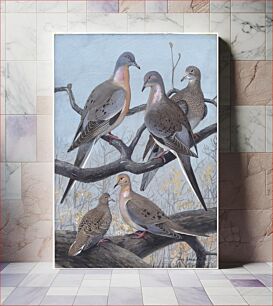 Πίνακας, Plate 36: Passenger Pigeon, Mourning Dove by Louis Agassiz Fuertes