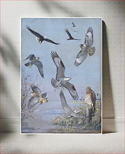 Πίνακας, Plate 37: Bald Eagle, Turkey Vulture, Red-tailed Hawk, Duck Hawk, Osprey, Cooper's Hawk, Marsh Hawk by Louis Agassiz Fuertes