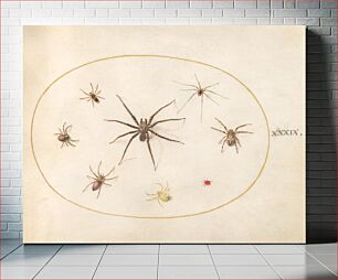 Πίνακας, Plate 39: Eight Spiders (c. 1575-1580) by Joris Hoefnagel