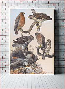 Πίνακας, Plate 40: Red-shouldered Hawk, Red-tailed Hawk, Broad-winged Hawk by Louis Agassiz Fuertes