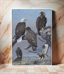 Πίνακας, Plate 41: Bald Eagle, Golden Eagle, Rough-legged Hawk by Louis Agassiz Fuertes