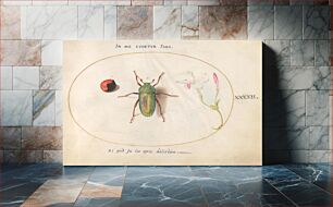 Πίνακας, Plate 42: Large Green Beetle with a Plant Gall(?) and a Flower (c. 1575-1580) by Joris Hoefnagel