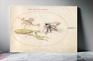 Πίνακας, Plate 44: Mantis and Mayfly with an Imaginary Insect (c. 1575-1580) by Joris Hoefnagel