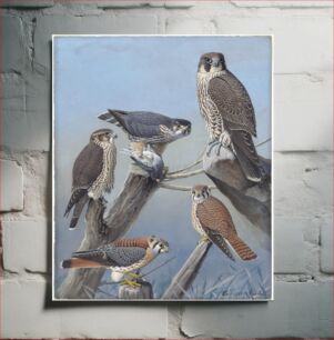 Πίνακας, Plate 44: Pigeon Hawk, Duck Hawk, Sparrow Hawk by Louis Agassiz Fuertes