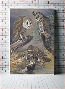 Πίνακας, Plate 45: Barn Owl, Long-eared Owl, Short-eared Owl by Louis Agassiz Fuertes